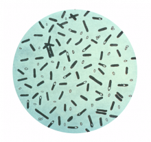 Clostridium botulinum, bakterie beztlenowe, wytwarzające jad kiełbasiany