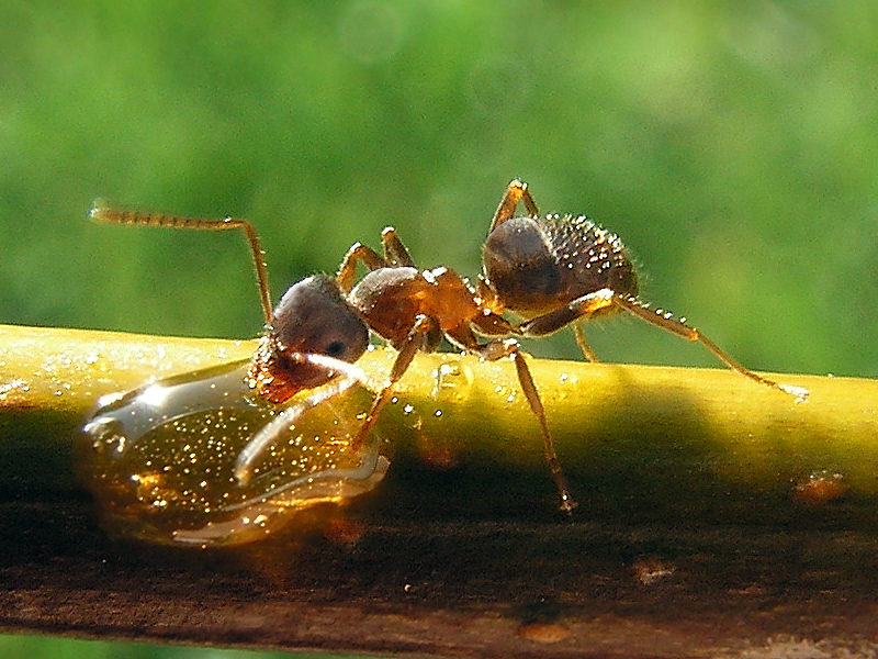 Lasius_Niger