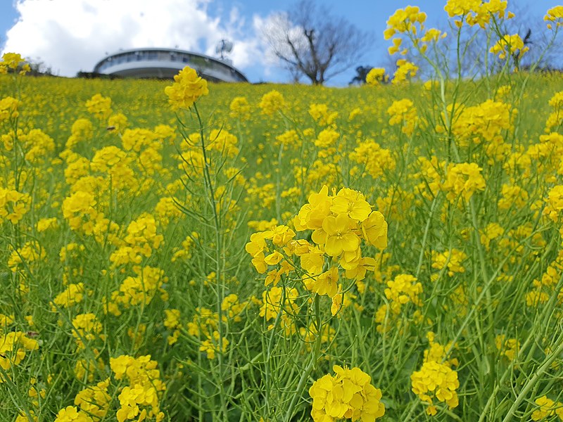 Colza_à_マザー牧場