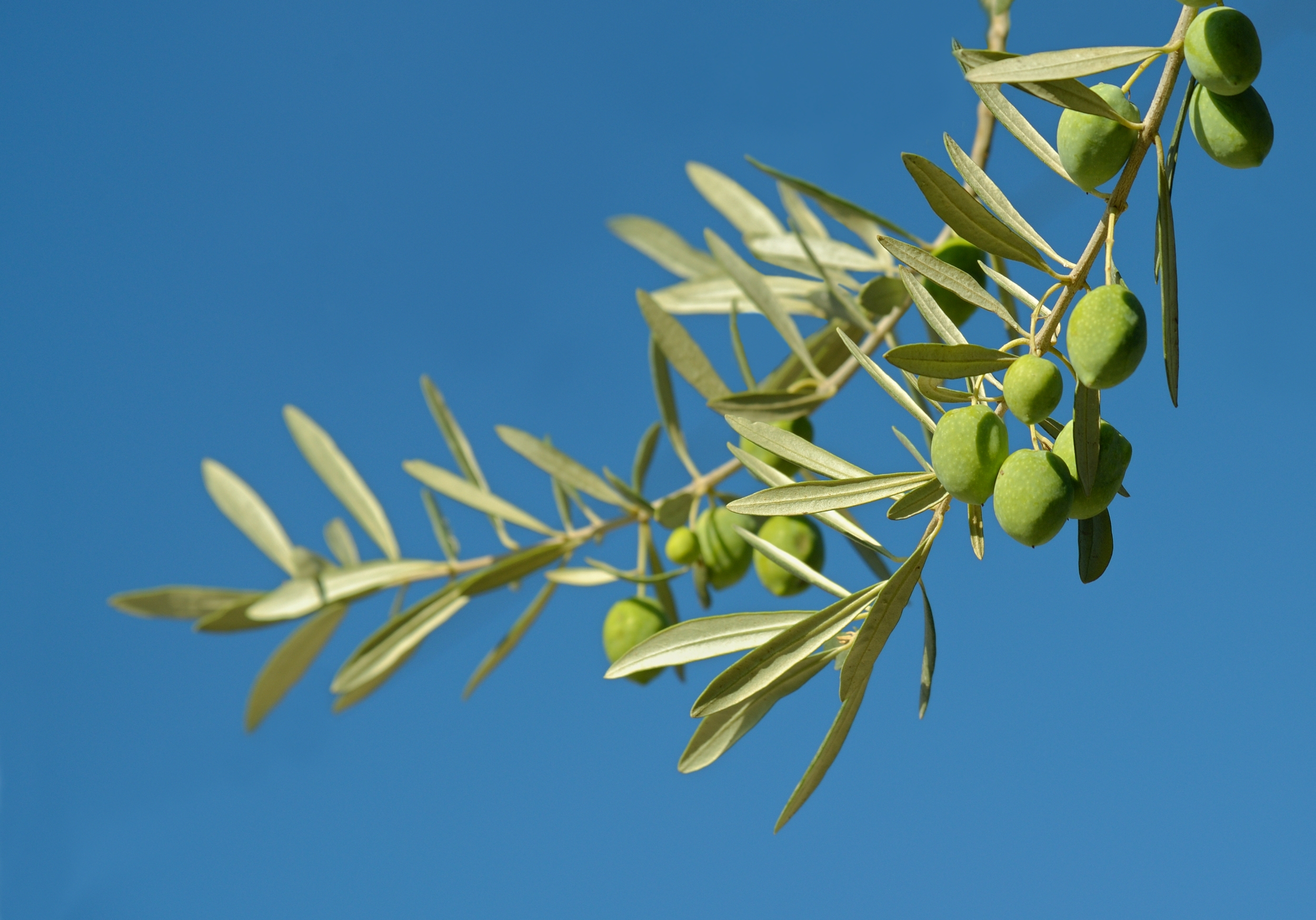 Air_Olive_1